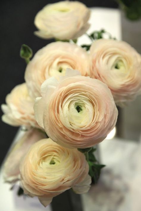 Ranunculus Boutonniere, Ranunculus Flowers, Hybrid Tea Roses, Planting Bulbs, Cactus Flower, Ranunculus, Flower Lover, Exotic Flowers, Beautiful Blooms