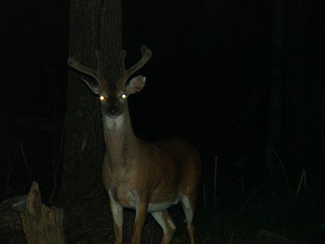 BUCK JUNE '07 | Flickr - Photo Sharing! [http://www.flickr.com/] The Woods At Night, Woods At Night, Glowing Eyes, Welcome To Night Vale, She Wolf, Night Vale, American Gothic, Southern Gothic, Gothic Aesthetic