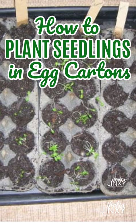 Tomatoes In Containers, Growing Tomatoes In Containers, Gardening Indoors, Starting Seeds, Starting Seeds Indoors, Egg Cartons, Organic Vegetable Garden, Meteor Garden 2018, Gardening Vegetables