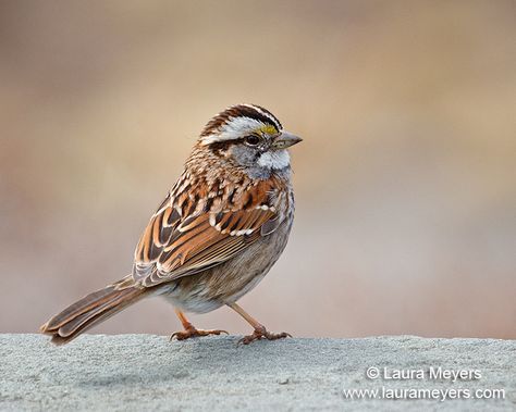 Sparrow Pictures, Baby Sparrow, Sparrow Photography, Greenwood Cemetery, Song Sparrow, Canon 5d Mark Iii, Scenic Art, Sparrows, Green Wood