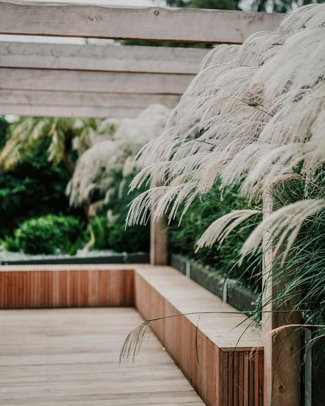 Daniel James Fulton on Instagram: “Miscanthus Transmorrisonensis flower heads floating over our blackbutt batten bench seat | 🌾” Outdoor Built In Bench, Miscanthus Transmorrisonensis, Bench Seat Outdoor, Deck Bench Seating, Concrete Bench Seat, Outdoor Bench Seat, Timber Bench Seat, Floating Bench, Yard Benches