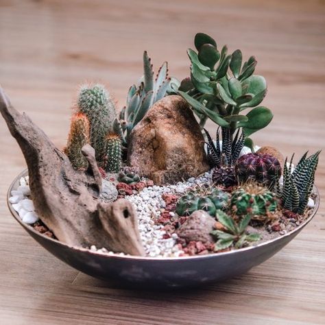 Cactus Dish Garden Cacti Arrangement Planters, Cactus Dish Garden Ideas, Mini Cactus Garden Cacti And Succulents, Cactus Bowl Ideas, Inside Succulent Garden, Succulent Dish Garden Ideas, Cactus Dish Garden, Dish Garden Ideas Plants, Cactus Terrarium Ideas