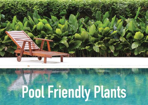 What To Plant Around A Swimming Pool - Albatross Swimming Pools Pool Plants Australia, Bamboo Around Pool, Plants Next To Pool, Outdoor Pool Plants, Pool Screening Ideas, Plants Near Pool Landscaping, Tropical Pool Plants, Pool Edge Landscaping, Planting Around Pool