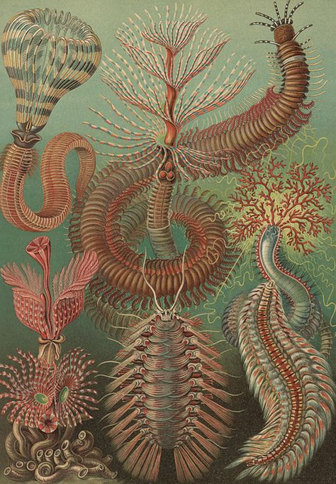 Segmented Worms, Annelid, Marine Invertebrates, Natural Form Art, Scientific Illustration, Alphonse Mucha, Illustration Vintage, Sea Art, Wassily Kandinsky