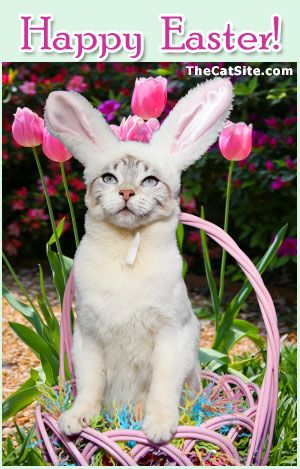 Easter Cats, Animal Photoshoot, Easter Photoshoot, Siamese Kittens, Cat Holidays, Cat Behavior, Pet Holiday, Cat Care, Cat Owners