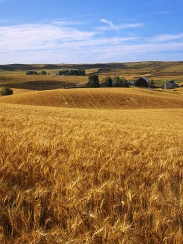 size: 24x18in Photographic Print: Poster of Wheat fields, Whitman County by Charles Gurche : Artists Land Of Oz, Wheat Field, Washington Usa, Field Of Dreams, Wheat Fields, Matte Painting, Poster Poster, Reference Images, Fantasy Landscape