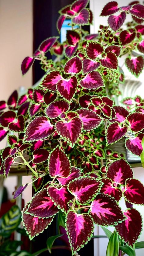 Coleus Black Dragon, Coleus Care, Coleus Seeds, Future Garden, Black Dragon, Landscape Ideas, Grow Your Own, Flower Seeds, Indoor Garden