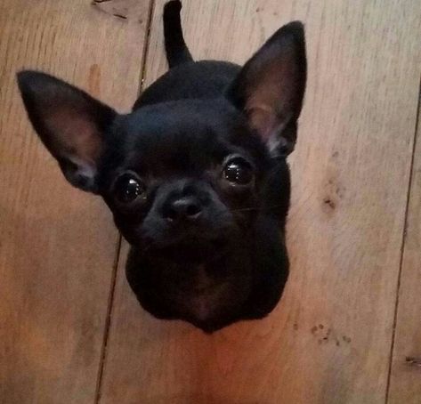 Chihuahua Facts, Black Chihuahua, Baby Chihuahua, Cute Small Animals, Cute Chihuahua, Chihuahua Love, Chihuahua Puppies, Baby Puppies, Cute Dogs And Puppies