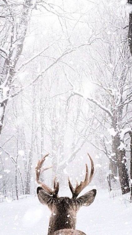 For those of you who are dreaming of a white Christmas Like or reblog if you save, sweetheart x Christmas Wallpapers Tumblr, Christmas Dog Decor, Wallpaper Winter, Mountain Wallpaper, Corporate Identity Design, Pagan Witch, Preppy Wallpaper, Winter Wallpaper, Winter Scenery