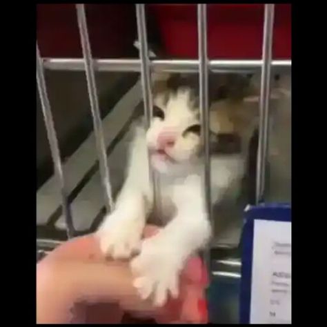 michi jailed. Cat In Jail, Jail Meme, Funny Cute, Cat Lovers, Adoption, Cute Animals, Kitty, Memes, Funny