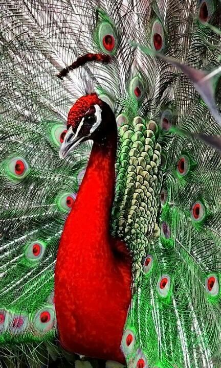 I have never heard of a Red peacock! He sure doesn't look as though he been photo-shopped either. Gorgeous! Peacocks Photography, Red Peacock, Peacock Wallpaper, Photography Wildlife, Peacock Bird, Kinds Of Birds, Art Animals, Nature Birds, Exotic Birds