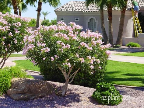 Love them or hate them, oleanders have a firm foothold in the desert landscape… Desert Landscape Backyard, Landscape Backyard, Desert Botanical Garden, Front Landscaping, Gardening 101, Desert Garden, Plant Diseases, Landscaping Tips, Desert Landscape