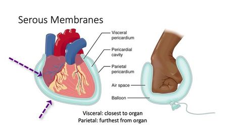 Serous Membrane, Chemistry Notes, Medical School Inspiration, Human Anatomy And Physiology, School Inspiration, Cardiology, Anatomy And Physiology, Human Anatomy, Medical School