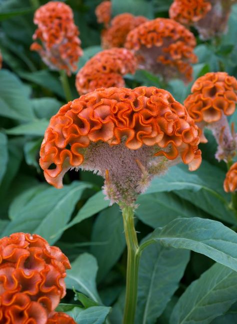 Evanthia Seeds&Plants Celosia Cristata Act Zara Cockscomb Plant, Celosia Plant, Celosia Cristata, Celosia Flower, Flower Garden Images, Begonia Flower, Goth Garden, Strange Flowers, Front Yard Garden Design