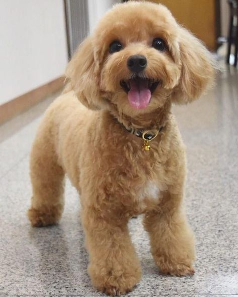 14 Cute Poodle Photos You’ve Ever Seen Miniature Poodle Haircuts, Double Doodles, Poodle Puppy Cut, Toy Poodle Haircut, Puppy Haircut, Poodle Hair, Poodle Haircut, Dog Grooming Styles, Poodle Dogs