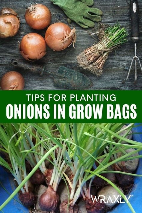 This easy-to-follow tips for planting onions in grow bags for your grow bag garden is here. In this article, you will learn soil preparation, time of planting, spacing and depth as well as caring for the onions. All that and more in this post! | Grow bags gardening Grow Bag Garden, Harvest Onions, Grow Onions, Types Of Onions, Onion Flower, Growing Onions, When To Plant Vegetables, Onion Bulbs, Planting Onions