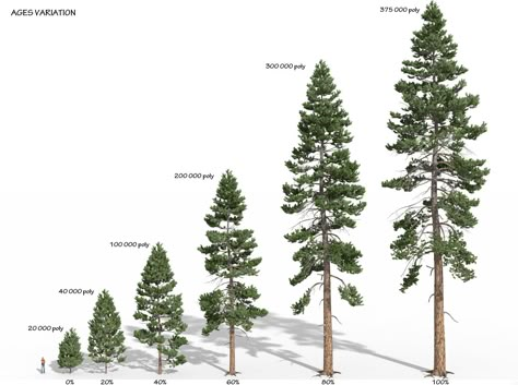 ArtStation - Pinus ponderosa forest 1, Frédéric Bec Wildfire Tattoo, Foliage Reference, Ponderosa Pine Tree, Pine Tattoo, Pine Tree Drawing, Urban Forestry, Pine Tree Silhouette, Pine Tree Tattoo, Landscape Design Drawings