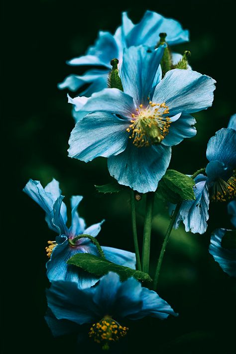 Himalayan Blue Poppies, Blue Himalayan Poppy, Himalayan Blue Poppy Flower, Blue Nature Photography, Himalayan Poppies, Blue Flowers Images, Himalayan Blue Poppy, Poppy Photography, Door Aesthetic