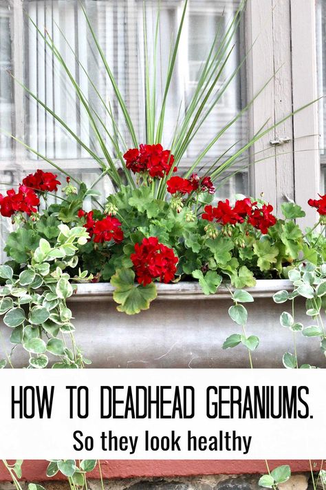 Deadheading Geraniums Geranium Planters, Blue Flowering Plants, Beautiful Planters, Geranium Care, Pot Gardening, Garden Rack, Summer Planter, Geranium Plant, Fall Container Gardens