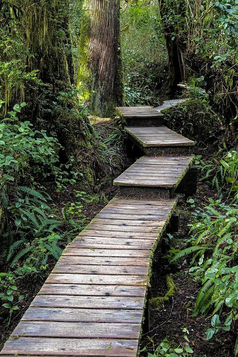 Trail to Schooner Cove (Tofino, Vancouver Island, BC) by Alex cr.c. Wooden Pathway, Wooden Path, Japanese Garden Landscape, Australian Native Garden, Garden Stairs, Cabin Exterior, Dream Yard, Outdoor Stairs, House Deck