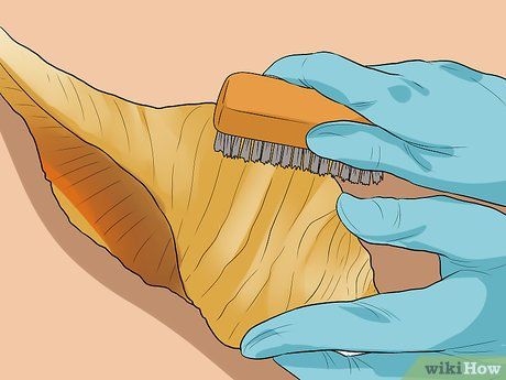 How to Clean Conch Shells: 10 Steps (with Pictures) - wikiHow Conch Shell Decor, Sanibel Shells, Sea Shells Diy, Conch Shells, Shells Diy, How Do You Clean, Shell Crafts Diy, Sea Shell Decor, Dental Tools