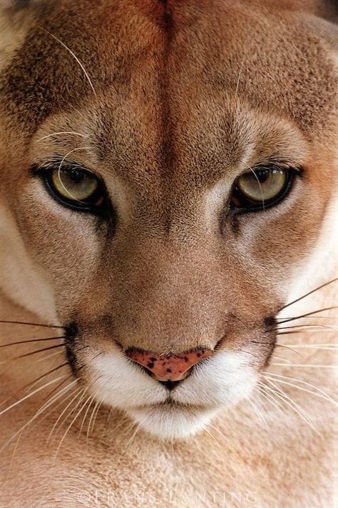 Regard Animal, Regnul Animal, Mountain Lion, Majestic Animals, Small Cat, Cute Wild Animals, Large Cats, Animal Planet, Animal Photo