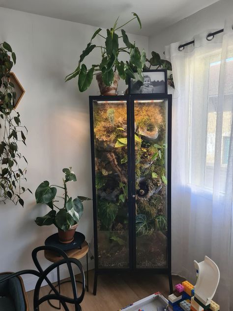 Stick Insect Terrarium, Terrarium Room Ideas, Glass Cabinet Terrarium, Fish Tank Placement Ideas, Plant Enclosure, Vertical Terrarium, Cabinet Terrarium, Terrarium Cabinet, Tree Frog Terrarium