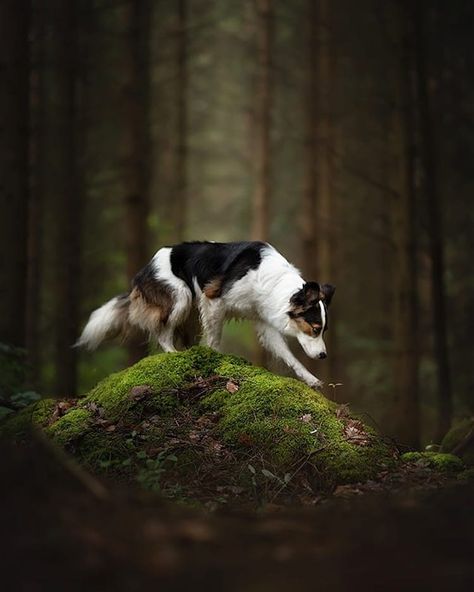 Majestic Dogs Pose in Natural Landscapes for Striking Portrait Series Photos Of Dogs, Hairless Cats, Dog Anatomy, Multiple Dogs, Unique Photos, Dog Poses, Portrait Series, Dog Photograph, Epic Photos