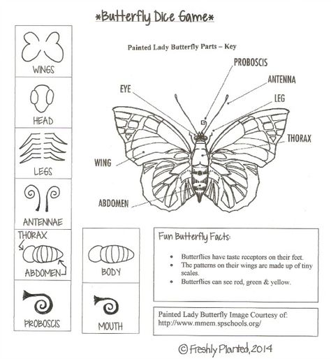 Parts of a Butterfly Dice Game Printable Parts Of Butterfly, Butterfly Life Cycle Kindergarten, Butterfly Science Activities, Science Kindergarten Worksheets, Parts Of A Butterfly, Butterfly Body Parts, Butterfly Facts For Kids, Butterfly People, Butterfly Information