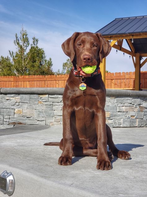 Chocolate Lab Hunting, Chocolate Lab Full Grown, Chocolate Brown Labrador, Chocolate Lab And Golden Retriever, Hunting Labrador Retriever, Brown Lab Aesthetic, Chocolate Labrador Aesthetic, Chocolate Lab Aesthetic, Retriever Puppy Black