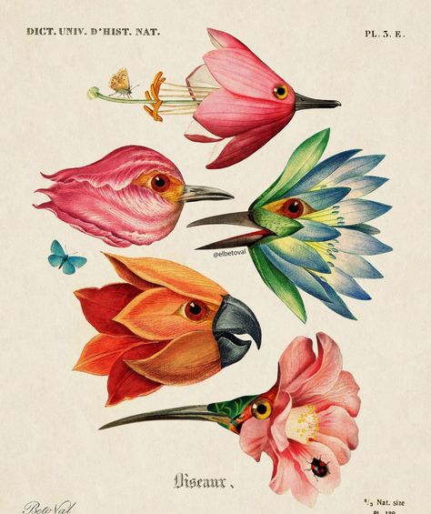 Bird Flower Drawing, Surrealism Flowers, Surrealism Aesthetic, Books Moodboard, Imaginary Flowers, Laura Ramos, Vintage Surrealism, Collage Birds, Birds Aesthetic