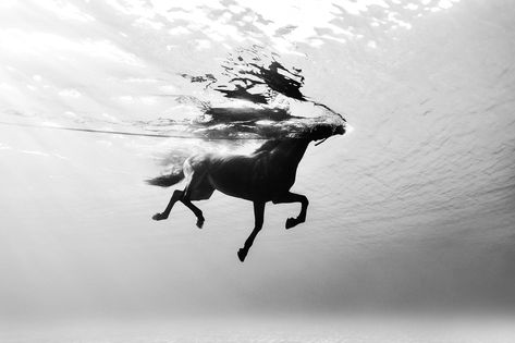 Letting Go Horse Swimming, Underwater Images, Magical Horses, Yacht Racing, Marine Conservation, Fishing Life, Borders For Paper, Media Images, Underwater Photography