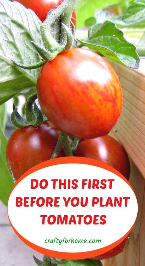 Tomatoes Growing, Gemüseanbau In Kübeln, Plant Tomatoes, Growing Vegetables In Pots, Growing Tomato Plants, Vegetable Garden Tips, Vegetable Garden Diy, Backyard Vegetable Gardens, Garden Veggies