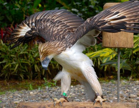 https://flic.kr/p/6QaVGP | Philippine eagle | The Philippine Eagle, Pithecophaga jefferyi, also known as the Great Philippine Eagle, Haribon, or Monkey-eating Eagle, is a bird of prey belonging to the family Accipitridae and the world’s largest eagle. It is the only member of the genus Pithecophaga and is genetically believed to be most closely related to the snake eagles. The Philippine Eagle has a dark brown back and white underbelly. Its nape possesses long brown feathers that resemble a cres Colourful Birds, Monkey Eating, Philippine Eagle, Animal Photography Wildlife, Raptors Bird, Endangered Wildlife, Eagle Art, Exotic Birds, Alam Yang Indah