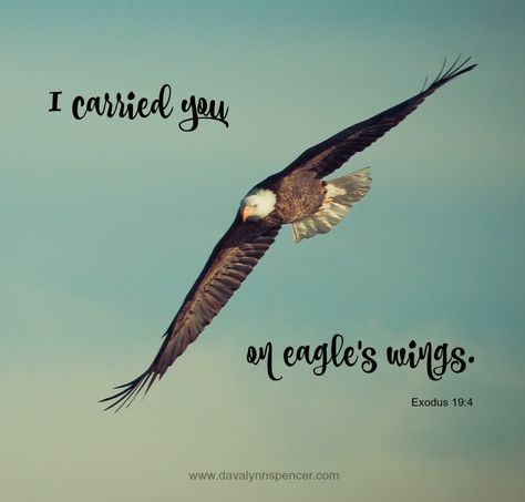 I Carried You on Eagle's Wings - Davalynn Spencer On Eagles Wings, Cricut Animals, Wings Like Eagles, Eagles Wings, Isaiah 40 31, Eagle Wings, Red Tailed Hawk, Bible Promises, Flying Bird