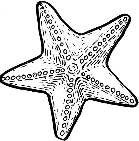 Animal Drawing Ideas, Starfish Drawing, Sea Creatures Drawing, Shell Drawing, Animal Outline, Sea Creatures Art, Easy Animal Drawings, Start Drawing, Scrapbook Printing