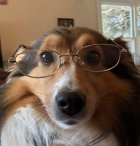 Heres a picture of my dog wearing reading glasses Dogs In Glasses, Dog With Glasses Aesthetic, Dogs With Glasses, Dog Wearing Glasses, Dog Glasses, Cat Wearing Glasses, Dog With Glasses, I Like Dogs, Smart Dog