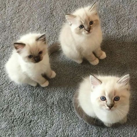 Introducing - The Three Amigos !! The Three Amigos, Three Amigos, Cat Yoga, Kitten Care, Three Cats, Great Cat, Mama Cat, Baby Kittens, Little Kittens