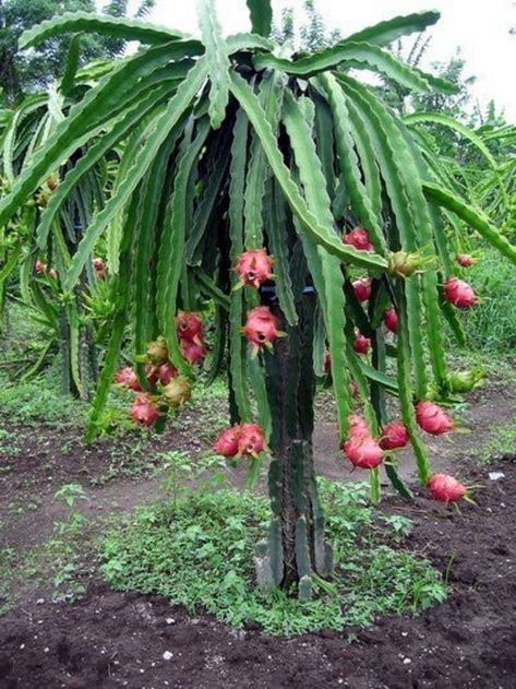 Everything You Need to Know About Dragon Fruit Trees Dragon Fruit Flower, How To Grow Dragon Fruit, Como Plantar Pitaya, Dragon Fruit Tree, Dragon Fruit Cactus, Kaktus Dan Sukulen, Dragon Fruit Plant, Fruit Tree Garden, Fruit Growing