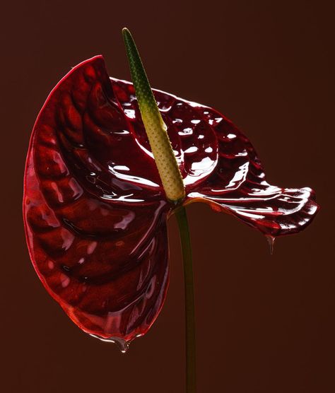 Still Life 2022 — SUZANNE SAROFF Suzanne Saroff Photography, Suzanne Saroff, Cezzane Paul Still Life, Suzanne Valadon, Life Flower, Anthurium Flower, Flower Of Life, Be Still, Still Life