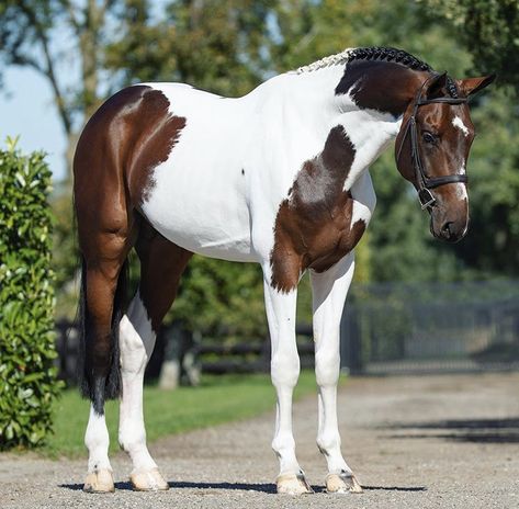 Trakehner, Cheval Pie, Horse Standing, Warmblood Horses, Rare Horses, Beautiful Horses Photography, American Paint Horse, Rasy Koni, Beautiful Horse Pictures