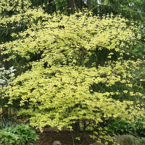 GOLDEN SHADOWS® Pagoda Dogwood - Proven Winners ColorChoice Flowering Shrubs Legend Of The Fall, Pagoda Dogwood, Bigleaf Hydrangea, Shade Shrubs, Legends Of The Fall, Oakleaf Hydrangea, Dogwood Trees, Foundation Planting, Blue Fruits