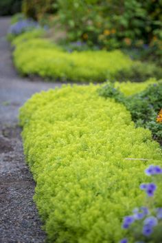 Boarder Plants, Garden Border Plants, Flower Garden Plans, Edging Plants, Garden Drawing, Border Plants, Ground Cover Plants, Garden Path, Garden Edging