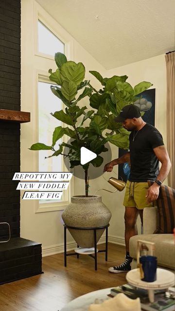 Demetrius on Instagram: "New Fiddle Leaf Fig, who dis?👀🍃  Plant: @loweshomeimprovement Planter: @westelm Watering Can: @kohls  *Everything is linked in my LTK shop which can be found linked in my bio.* #FiddleLeafFfig #kohlsfinds #westelm" Fiddle Leaf Plant Living Rooms, Fiddle Leaf Tree In Living Room, Fiddle Leaf Fig Aesthetic, Fiddle Leaf Tree Decor, Fiddle Leaf Tree Propagation, Fiddle Leaf Tree Living Room, Repotting Fiddle Leaf Fig Tree, Fiddle Leaf Plant, How To Propagate Fiddle Leaf Fig