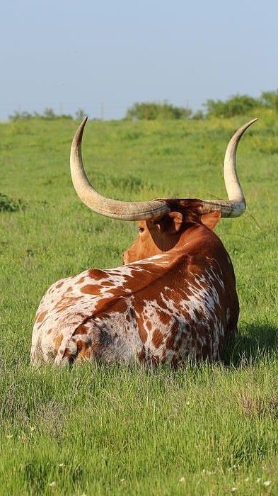 Longhorn Steer, Longhorn Cattle, Longhorn Cow, Long Horn, Bull Cow, Cow Pictures, Texas Longhorn, Cow Art, Arte Inspo