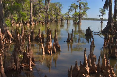 Bald cypress knees Morgan City Louisiana, Florida Trees, Cypress Knees, Louisiana History, Bald Cypress, Tree People, Florida Art, Teaching And Learning, Cypress Trees