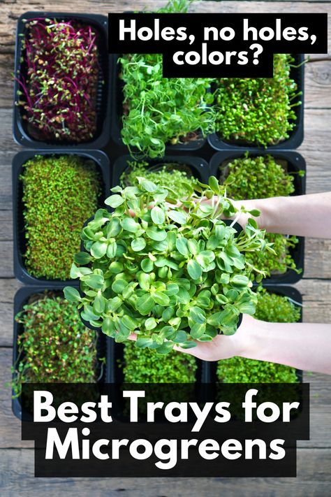 Micro Green Seeds, Microgreens For Beginners, Microgreen Container Ideas, Indoor Microgreens Garden, Grow Microgreens Indoors, Diy Microgreens Tray, Growing Microgreens Indoors, Micro Greens Growing Indoors, Microgreens Recipe Ideas