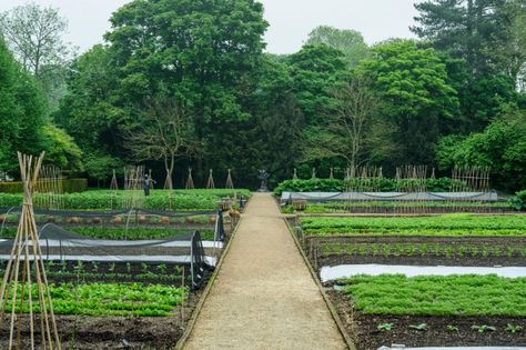 Beauty in straight lines, the productive plot made by head gardener Anne-Marie Owens at Le Manoir Aux Quat’ Saisons. Kitchen Gardens, Edible Gardens, Potager Garden, Market Garden, English Country Gardens, Rock Garden Landscaping, Veg Garden, Vegetable Garden Design, Edible Plants