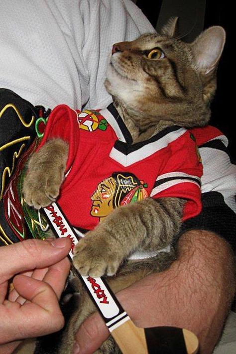 cat in a Chicago Blackhawks hockey jersey Chicago Blackhawks Hockey, Blackhawks Hockey, Chicago Blackhawks, Hockey Jersey, Cat Clothes, Buzzfeed, Hockey, Chicago, Clothes