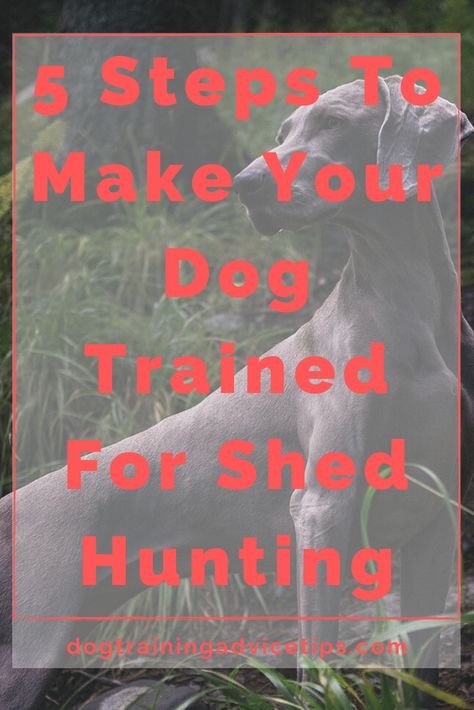 Hunting Dog Training, Shed Hunting, Duck Hunting Dogs, Yellow Lab Puppies, Train A Dog, Dog Training Advice, Black Lab Puppies, Dog Shedding, Train Your Dog